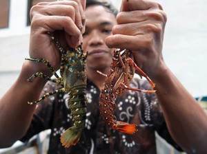 RI & Vietnam Bentuk Tim buat Kembangkan Budidaya Lobster-Rumput Laut