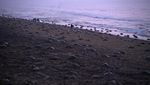 Melihat Penyu Belimbing Bertelur Massal di Pantai India