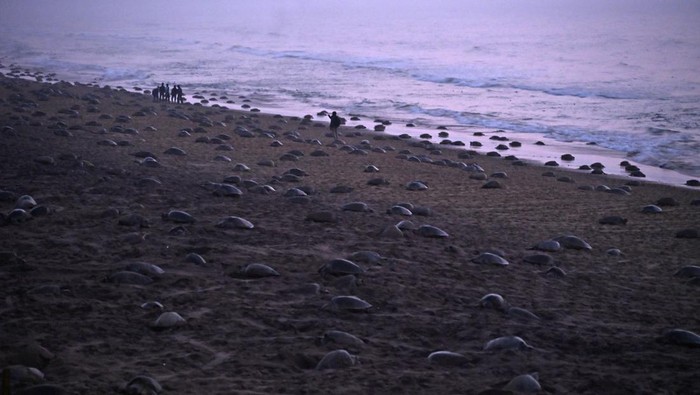Melihat Penyu Belimbing Bertelur Massal di Pantai India Olive Ridley turtles crawl back to sea after laying eggs on Rushikulya beach during the mass nesting of the turtles on the beach in Ganjam district in the eastern state of Odisha, India, February 18, 2025. REUTERS/ Stringer