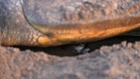 Tampak ada banyak telur yang keluar dari seekor penyu. 