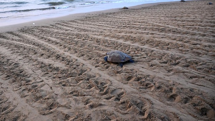 Melihat Penyu Belimbing Bertelur Massal di Pantai India Olive Ridley turtles crawl back to sea after laying eggs on Rushikulya beach during the mass nesting of the turtles on the beach in Ganjam district in the eastern state of Odisha, India, February 18, 2025. REUTERS/ Stringer