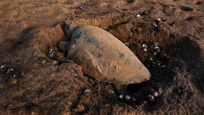 Olive Ridley turtles crawl back to sea after laying eggs on Rushikulya beach during the mass nesting of the turtles on the beach in Ganjam district in the eastern state of Odisha, India, February 18, 2025. REUTERS/ Stringer