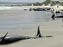 Tolong! 157 Ekor Paus Terdampar di Pantai Terpencil Australia