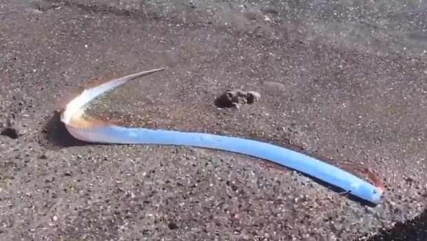 Penemuan ikan kiamat di pantai Meksiko