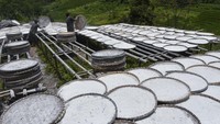 Pekerja menjemur tepung singkong di Cineam, Kabupaten Tasikmalaya, Jawa Barat, Selasa (18/2/2025).  