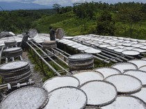 BRIN Kaji Tepung Selain Singkong Jadi Bahan Alternatif Pemadam Api