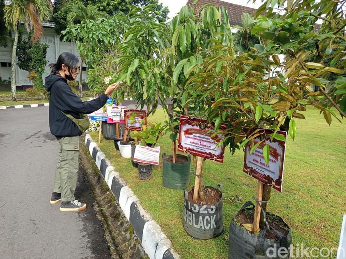 Ucapan selamat kepada Bupati Magelang terpilih Grengseng Pamuji dan Wakil Bupati Sahid berupa bibit pohon di kompleks Setda Pemkab Magelang, Rabu (19/2/2025).