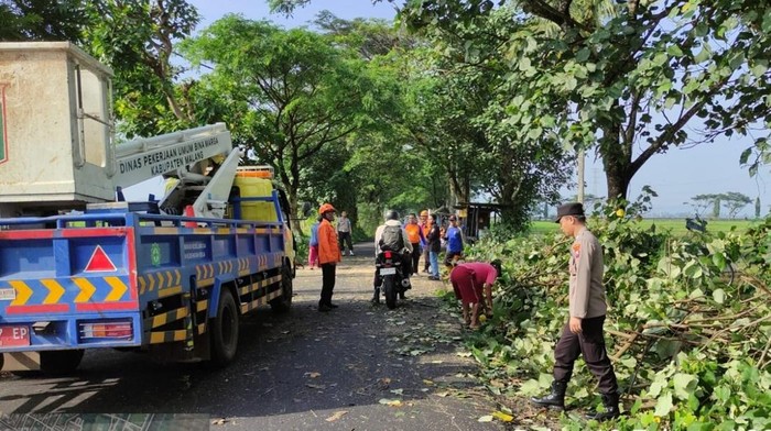 Pohon Tumbang di Malang Sempat Tutup Akses Malang-Lumajang