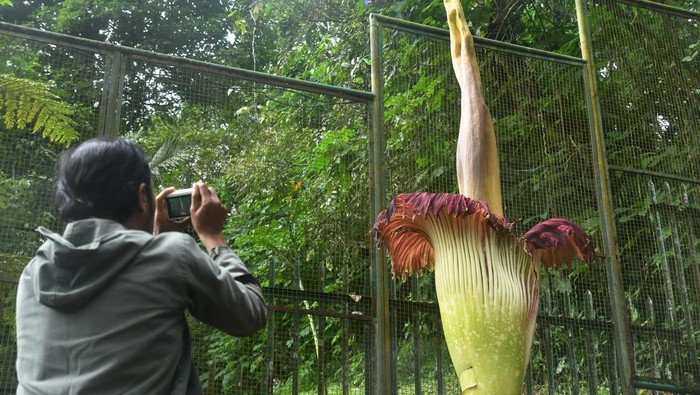 Warga memotret bunga bangkai (Amorphophallus Titanum Becc) yang mekar di Kebun Raya Cibodas, Kabupaten Cianjur, Jawa Barat, Rabu (19/2/2025). Bunga bangkai koleksi Kebun Raya Cibodas tersebut memiliki tinggi mencapai 2,93 meter dan lebar 126 sentimeter saat mekar sempurna pada Senin (17/2) pukul 00.45 WIB yang sebelumnya mekar pada 2015 dan 2019. ANTARA FOTO/Arif Firmansyah/wpa.