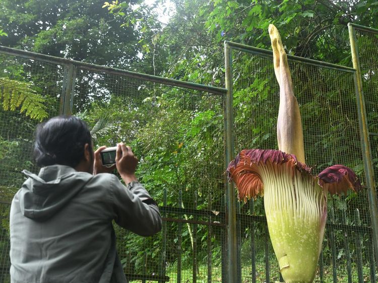 Potret Bunga Bangkai yang Mekar di Kebun Raya Cibodas