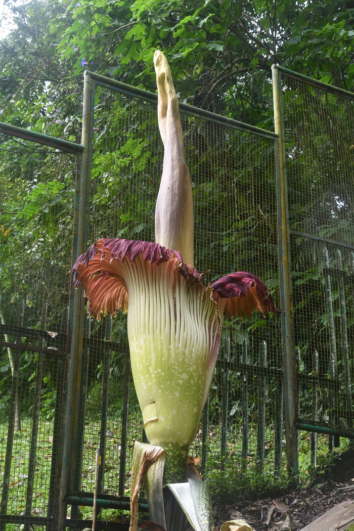 Warga memotret bunga bangkai (Amorphophallus Titanum Becc) yang mekar di Kebun Raya Cibodas, Kabupaten Cianjur, Jawa Barat, Rabu (19/2/2025). Bunga bangkai koleksi Kebun Raya Cibodas tersebut memiliki tinggi mencapai 2,93 meter dan lebar 126 sentimeter saat mekar sempurna pada Senin (17/2) pukul 00.45 WIB yang sebelumnya mekar pada 2015 dan 2019. ANTARA FOTO/Arif Firmansyah/wpa.