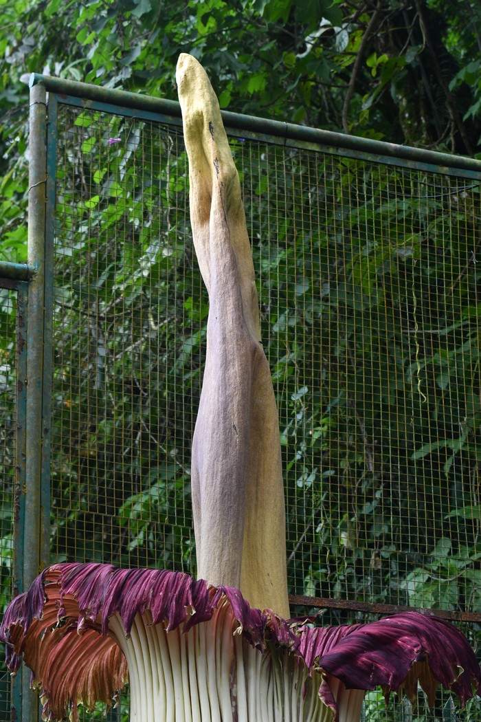 Warga memotret bunga bangkai (Amorphophallus Titanum Becc) yang mekar di Kebun Raya Cibodas, Kabupaten Cianjur, Jawa Barat, Rabu (19/2/2025). Bunga bangkai koleksi Kebun Raya Cibodas tersebut memiliki tinggi mencapai 2,93 meter dan lebar 126 sentimeter saat mekar sempurna pada Senin (17/2) pukul 00.45 WIB yang sebelumnya mekar pada 2015 dan 2019. ANTARA FOTO/Arif Firmansyah/wpa.