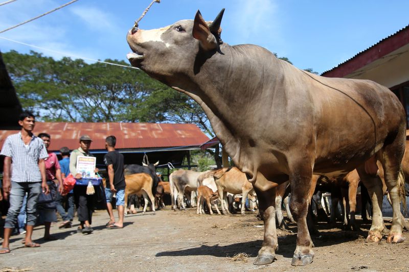 Para pedagang dan peternak melakukan transaksi jual beli sapi dan kerbau di Pasar Hewan Sibreh, Kabupaten Aceh Besar, Aceh, Rabu (19/2/2025). Menurut pedagang jumlah hewan yang di pasarkan untuk kebutuhan tradisi meugang menyambut Ramadhan di pasar hewan itu meningkat mencapai 600 ekor dari sebelumnya kisaran 300 ekor dengan harga penawaran mulai dari terendah Rp9,5 juta hingga Rp75 juta per ekor. ANTARA FOTO/Ampelsa/Spt.