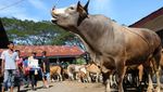 Potret Ramainya Pasar Hewan di Aceh Jelang Ramadan