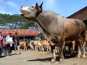 Aceh Harap Bantuan Sapi Meugang untuk 1.455 Desa Disalurkan Sebelum Ramadan