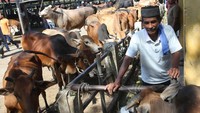 Menurut pedagang, jumlah hewan yang di pasarkan untuk kebutuhan tradisi meugang menyambut Ramadhan di pasar hewan itu meningkat mencapai 600 ekor dari sebelumnya kisaran 300 ekor.