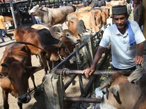Potret Ramainya Pasar Hewan di Aceh Jelang Ramadan