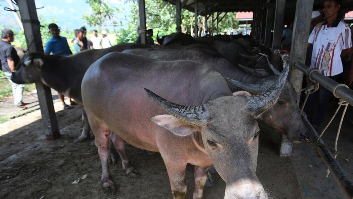 Para pedagang dan peternak melakukan transaksi jual beli sapi dan kerbau di Pasar Hewan Sibreh, Kabupaten Aceh Besar, Aceh, Rabu (19/2/2025). Menurut pedagang jumlah hewan yang di pasarkan untuk kebutuhan tradisi meugang menyambut Ramadhan di pasar hewan itu meningkat mencapai 600 ekor dari sebelumnya kisaran 300 ekor  dengan harga penawaran mulai dari terendah Rp9,5 juta hingga Rp75 juta per ekor. ANTARA FOTO/Ampelsa/Spt.