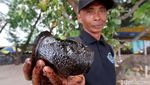 Tumpahan Oli Cemari Pantai Bangsring Banyuwangi