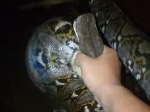 Ular sanca berukuran 3 meter hendak mangksa ternak ditangkap warga di Ngaglik, Sleman, Selasa (18/2/2025) malam.