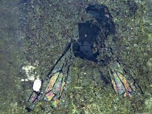 Fosil Lebah Berusia 14,6 Juta Tahun Ungkap Misteri Zealandia