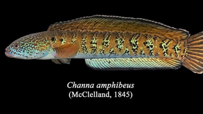 Ikan gabus langka