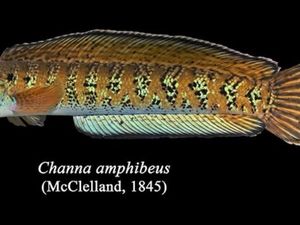 Ikan Gabus Langka Dikira Punah 80 Tahun Lalu, Eh Muncul Lagi