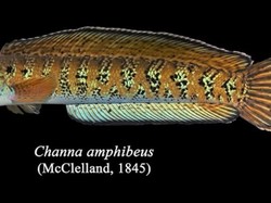 Ikan Gabus Langka Dikira Punah Sekarang Muncul Lagi