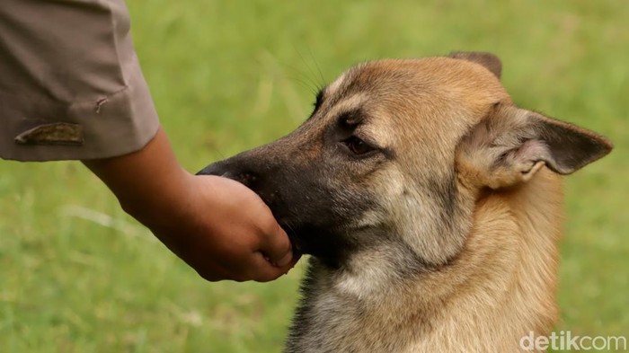 K-9 Polda Jabar