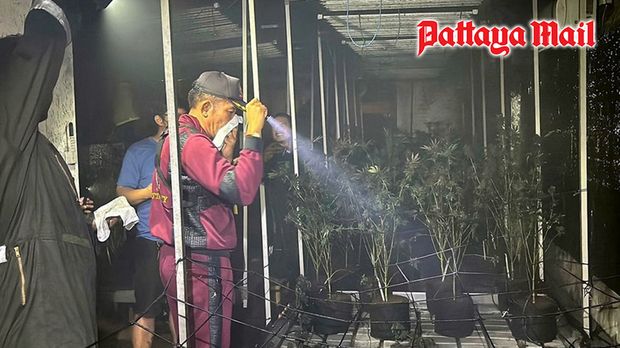 Kebakaran kebun ganja di Thailand