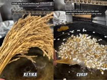 Eksperimen Goreng Padi dalam Minyak Panas, Ini Hasilnya