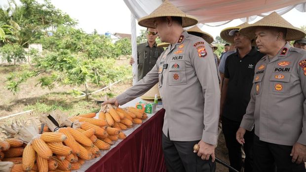 Panen raya jagung hibrida oleh Polda Banten.