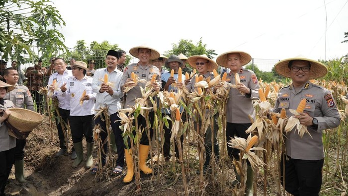 Panen raya jagung hibrida oleh Polda Banten.