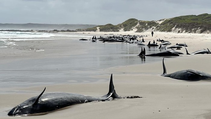 Paus pembunuh terdampar di pantai terpencil Tasmania