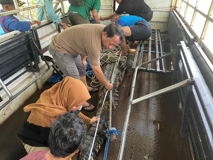 Penanganan buaya