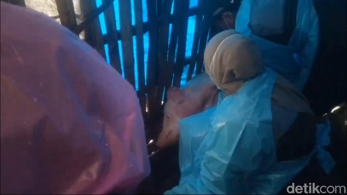 Pengobatan babi di Pasuruan usai ditemukan babi mati karena ASF.