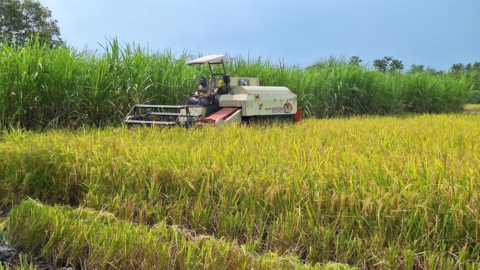 Petani padi di Lamongan panen