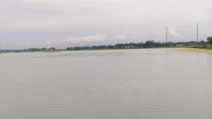 Ratusan hektar sawah terendam Banjir di Kecamatan Padaherang