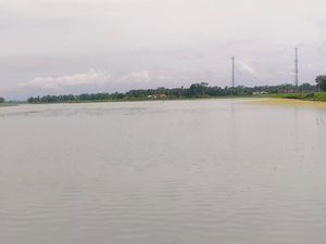 Sawah di Pangandaran Terendam, Petani Terpaksa Tanam Ulang Padi