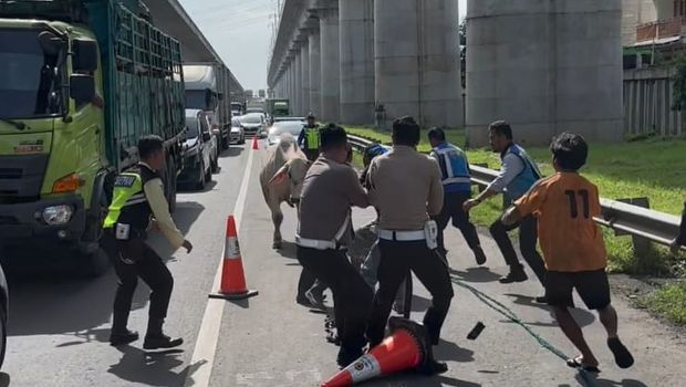 Sapi lepas di Tol Jakarta-Cikampek pada Kamis (20/2/2025) pagi tadi hingga sempat bikin lalin macet panjang.