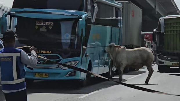 Sapi lepas di Tol Jakarta-Cikampek pada Kamis (20/2/2025) pagi tadi hingga sempat bikin lalin macet panjang.