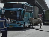 Detik-detik Menegangkan Polisi Lumpuhkan Sapi yang Masuk Tol Japek