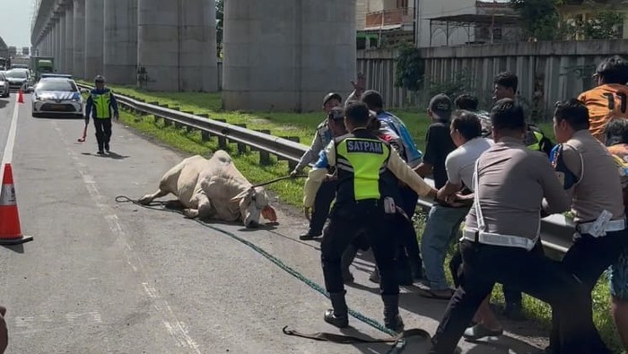 Sapi yang lepas dan mengamuk di Tol Jakarta-Cikampek berhasil dilumpuhkan usai 1 jam.