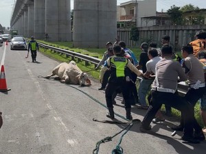 Sapi Lepas di Tol Cikampek Akhirnya Dipotong di Tempat, Ini Alasannya