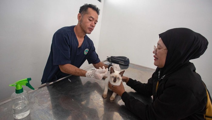 Petugas menyuntikkan vaksin rabies kepada kucing peliharan saat pelaksanaan Vaksinasi Rabies Gratis di di Poliklinik Hewan Kota Yogyakarta, Kamis (20/2/2025).  Vaksinasi rabies gratis untuk kucing dan anjing yang diinisiasi oleh Dinas Pertanian dan Pangan Kota Yogyakarta melalui Bidang Perikan Kehewanan bekerja sama dengan Animal Friends Jogja (AFJ) itu untuk menjadikan Kota Yogyakarta bebas rabies dan memberikan edukasi tentang kesehatan hewan peliharaan kepada masyarakat. ANTARA FOTO/Andreas Fitri Atmoko/rwa.