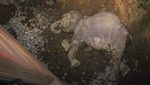 6 Gajah Mati Tertabrak Kereta di Sri Lanka