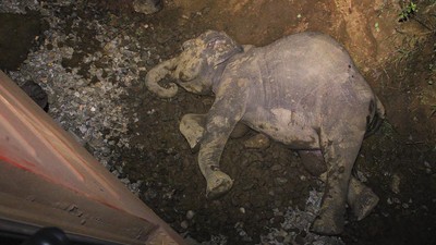 6 Gajah Mati Tertabrak Kereta di Sri Lanka