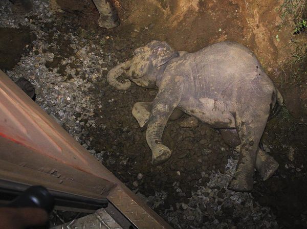6 Gajah Mati Tertabrak Kereta di Sri Lanka
