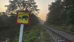 6 Gajah Mati Tertabrak Kereta di Sri Lanka