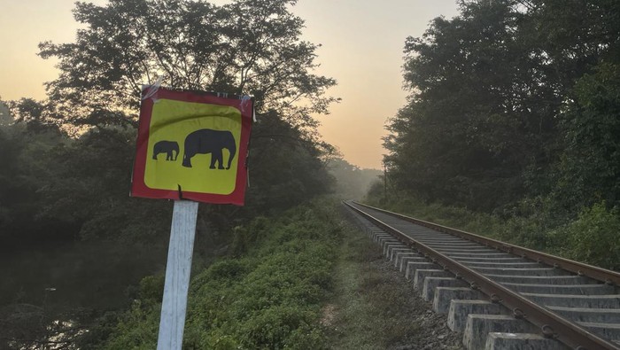 6 Gajah Mati Tertabrak Kereta di Sri Lanka Setidaknya enam gajah tewas di dekat suaka margasatwa di Sri Lanka. Diantaranya empat bayi gajah dan dua gaja dewasa.